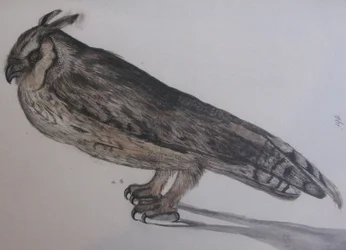 Asio otus